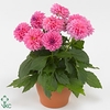 DAHL D LISA DAR PINK