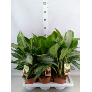 Aglaonema  'Silver Bay'