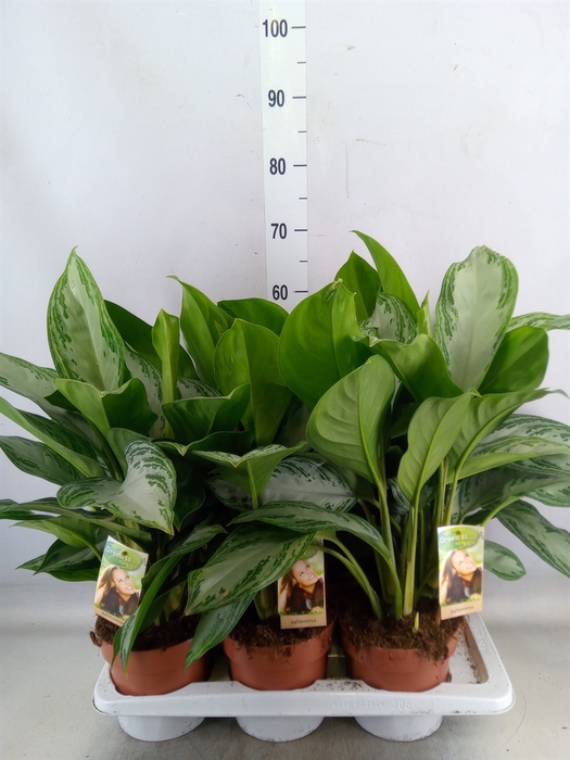 <h4>Aglaonema  'Silver Bay'</h4>