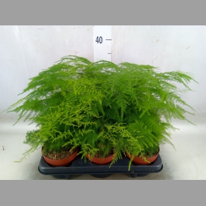 Asparagus setaceus