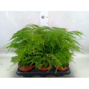 Asparagus setaceus