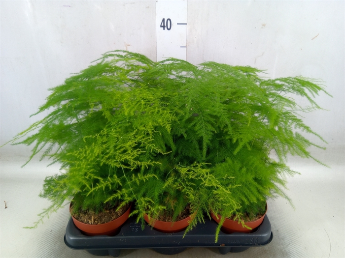 <h4>Asparagus setaceus</h4>