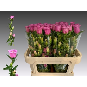 CAMPANULA MEDIUM 'CHAMPION ROSE'