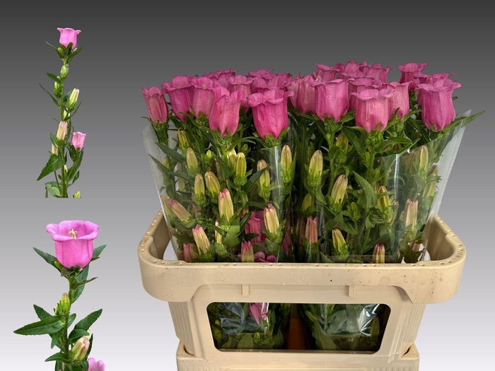 <h4>CAMPANULA MEDIUM 'CHAMPION ROSE'</h4>
