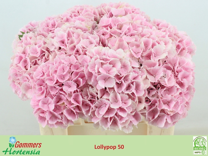 <h4>HYDR M CH LOLLYPP RZ</h4>