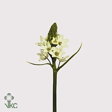 <h4>ORNITHOGALUM THYRSOIDES*</h4>