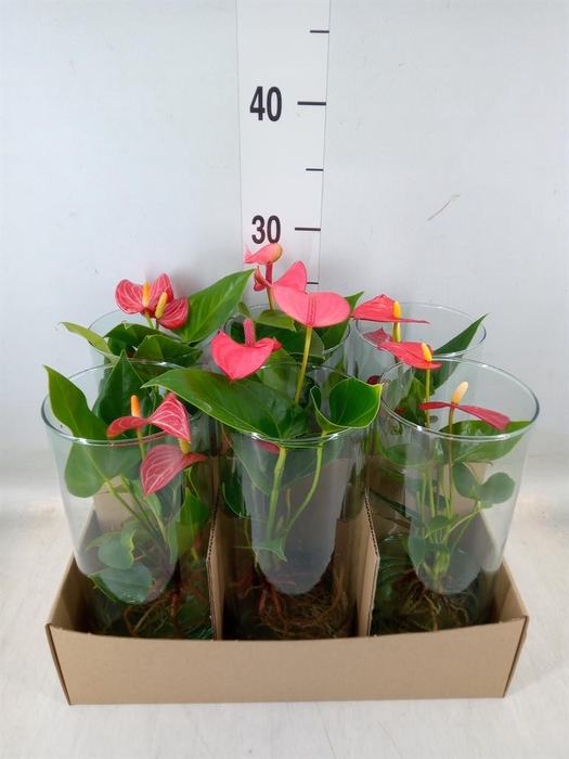 <h4>Planten  ..mix</h4>