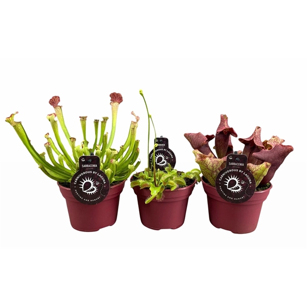 <h4>Vleesetende planten mix | 3 Sarracenia, 3 Dionaea</h4>