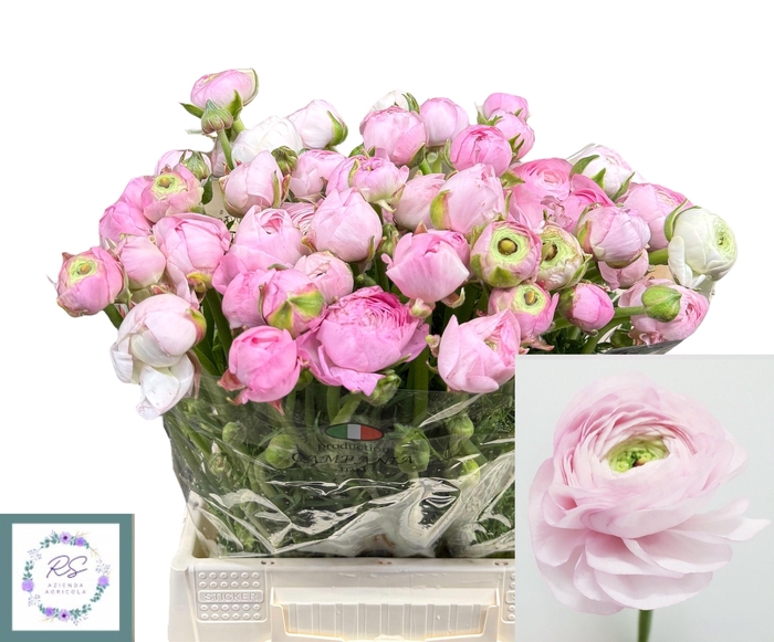 <h4>RAN EL PINK</h4>