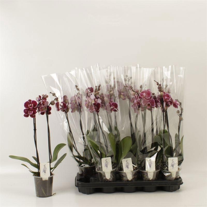 <h4>PHAL AN MONTPELLIER</h4>