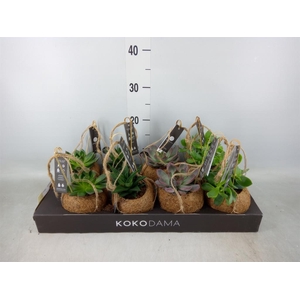 Succulents   ...mix 4