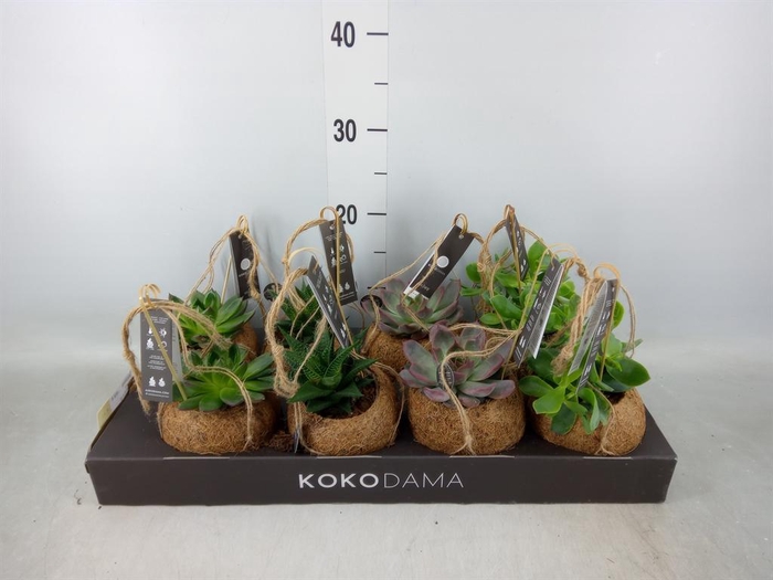 <h4>Succulents   ...mix 4</h4>