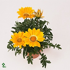 Gazania rig. 'Gazoo Clear Yellow'