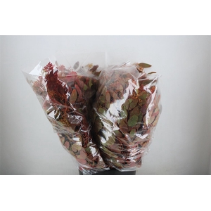 Euca Populus Berry 200gr De Luxe P Bunch