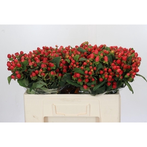 Hypericum Magical Triumph