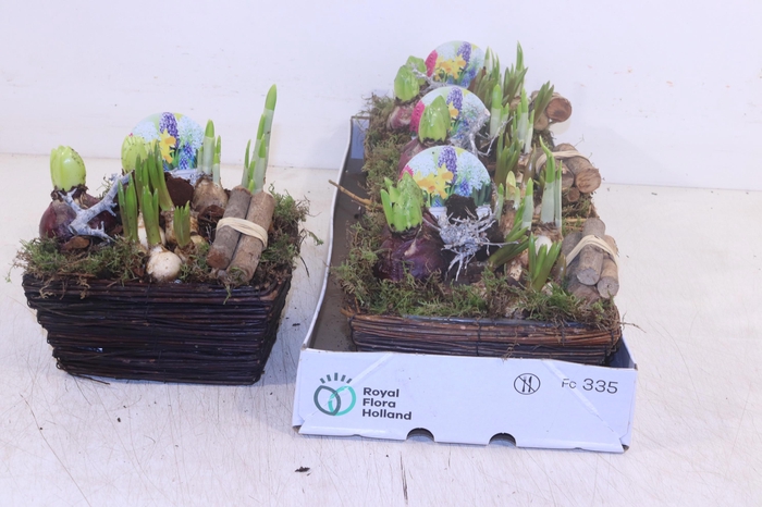 <h4>ARR BOL KNOLGEWAS</h4>