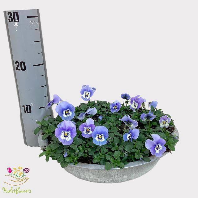 <h4>VIO CO EM MARINA</h4>