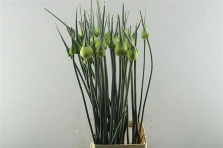 Allium Kenton