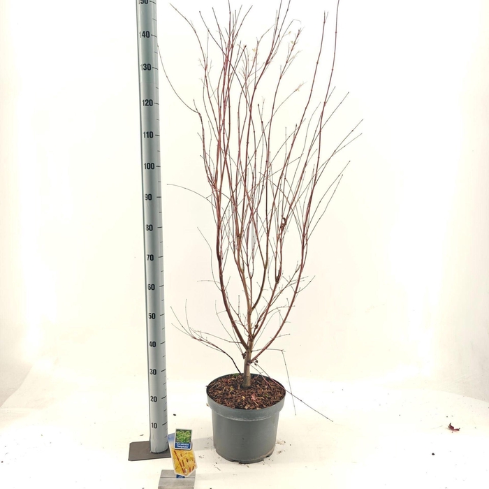 <h4>Acer palmatum Sangokaku</h4>