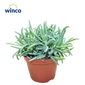 Senecio Kilimanjaro