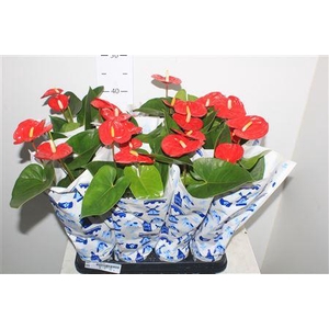 Anthu A Jambo Red 3+