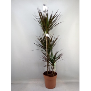 Dracaena marg. 'Magenta'