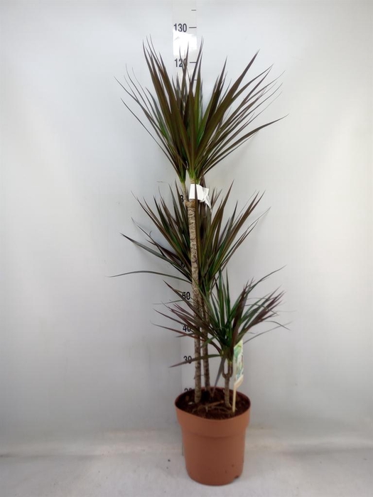 <h4>Dracaena marg. 'Magenta'</h4>