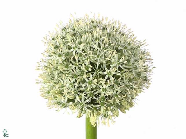 Allium White Giant All4you Flowers