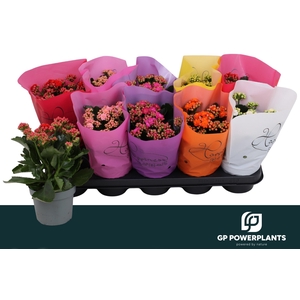 KAL GE PERF GEM 6 KL