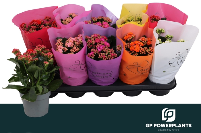 <h4>KAL GE PERF GEM 6 KL</h4>