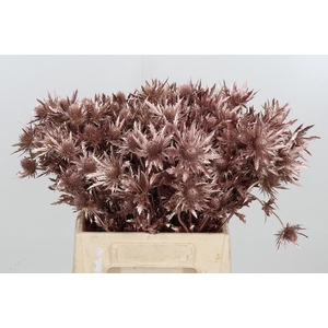 Eryn Orion Kl Bh Rose Goud