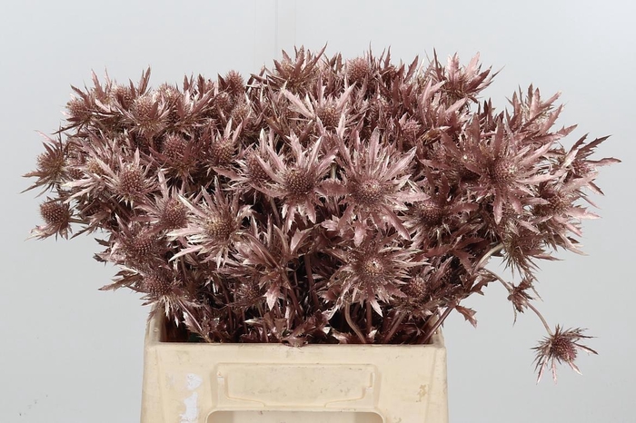 <h4>Eryn Orion Kl Bh Rose Goud</h4>