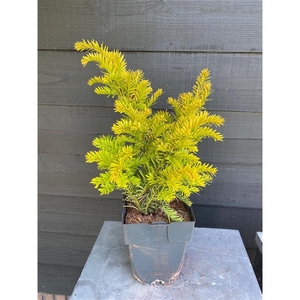 Taxus baccata 'Semperaurea' P17