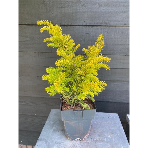 <h4>Taxus baccata 'Semperaurea' P17</h4>
