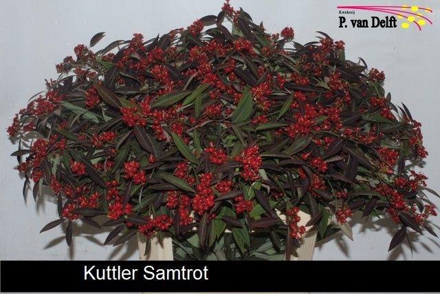 <h4>EUPH F T K SAMTROT</h4>