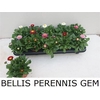 Bellis Perennis Gem