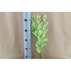 Japan Deco Ruscus Veined Green 3 Pcs