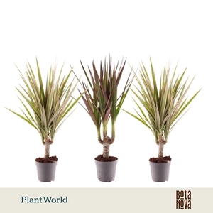 Dracaena