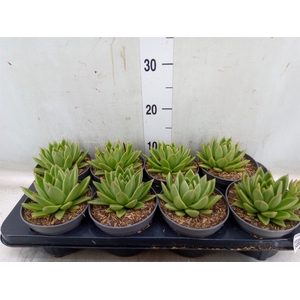 Echeveria agavoides