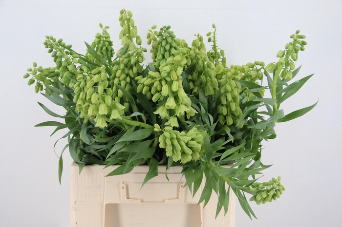 <h4>FRIT IVORY BELLS</h4>