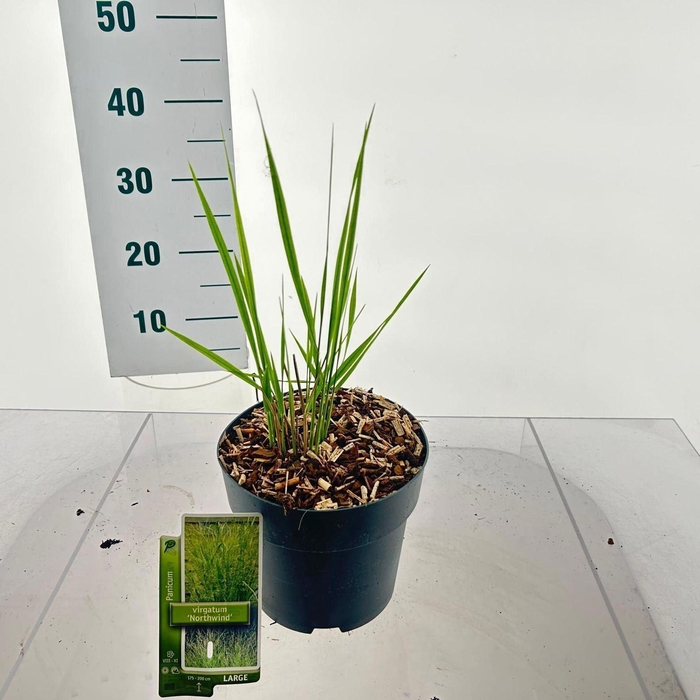 Panicum virgatum