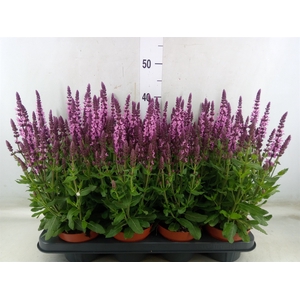 Salvia nemorosa 'Sensation Rose Dp'