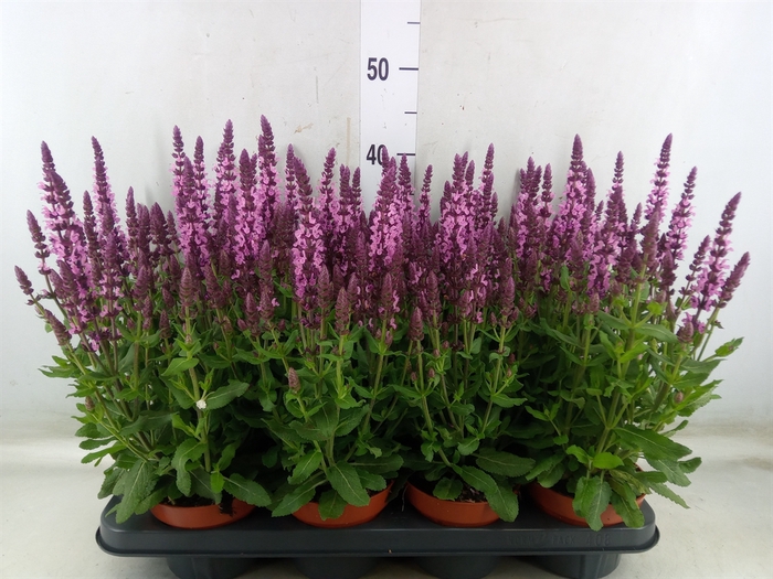 <h4>Salvia nemorosa 'Sensation Rose Dp'</h4>
