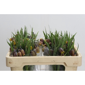 Fritillaria uva-vulpis