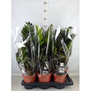 Zamioculcas zamiifolia 'Dowon'