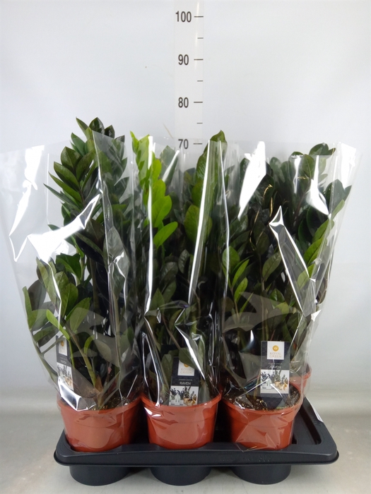 <h4>Zamioculcas zamiifolia 'Dowon'</h4>