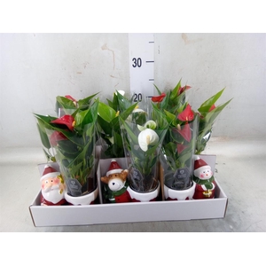 Anthurium   ...mix