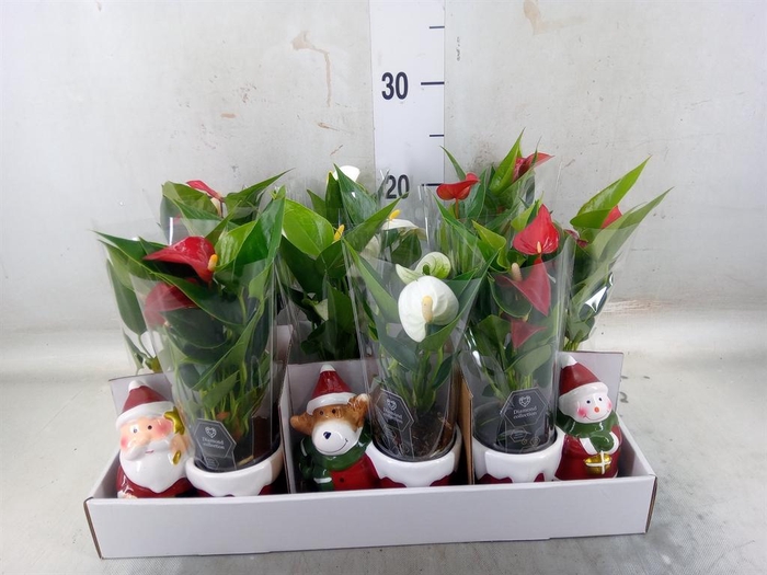 <h4>Anthurium ...mix</h4>