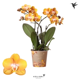 Kolibri Orchids Phalaenopsis Jewel Las vegas 4spike