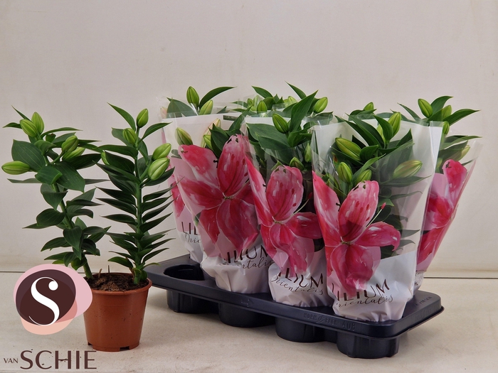<h4>LIL OR SOUVENIR</h4>